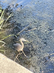 Ardea herodias