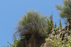 Crotalaria lebeckioides