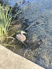 Ardea herodias