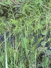 Isolepis fluitans