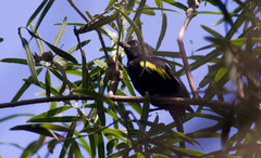 Cacicus chrysopterus