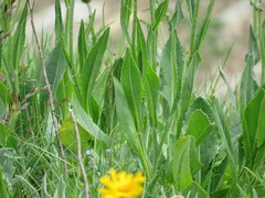 Senecio doronicum