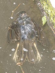 Zonotrichia capensis