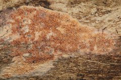 Ceriporia purpurea