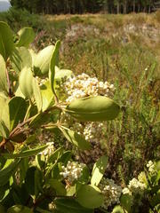 Olea capensis capensis