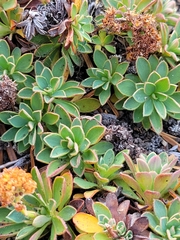 Petrophytum hendersonii