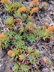 Petrophytum hendersonii