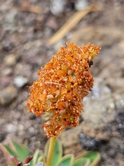 Petrophytum hendersonii