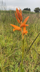 Dichromanthus aurantiacus