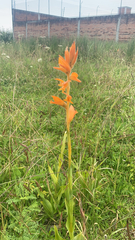 Dichromanthus aurantiacus