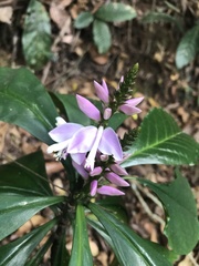 Caamembeca grandifolia