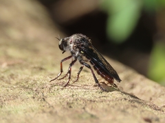 Heteropogon macerinus