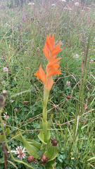 Dichromanthus aurantiacus