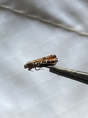 Thaumatographa jonesi