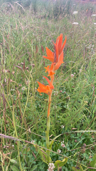 Dichromanthus aurantiacus