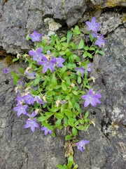 Campanula piperi