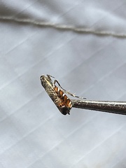 Thaumatographa jonesi