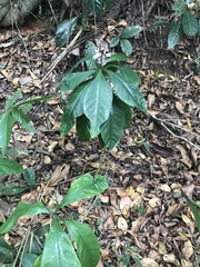 Caamembeca grandifolia