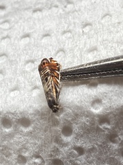 Thaumatographa jonesi