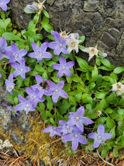 Campanula piperi