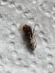 Thaumatographa jonesi