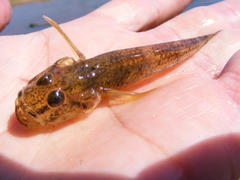 Glossogobius callidus