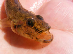 Glossogobius callidus