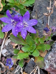 Campanula piperi