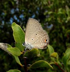 Eicochrysops messapus messapus