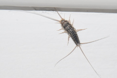 Ctenolepisma lineatum