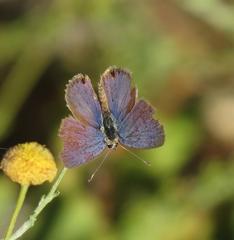 Eicochrysops messapus messapus