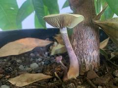 Gymnopilus