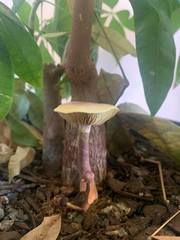 Gymnopilus