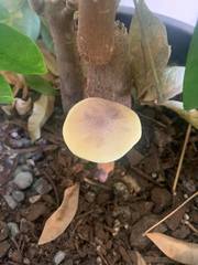 Gymnopilus