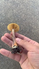 Gymnopilus