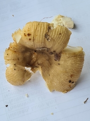 Russula pectinatoides