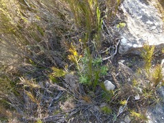 Senecio arniciflorus