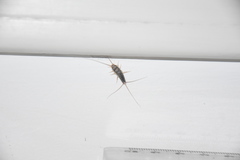 Ctenolepisma lineatum