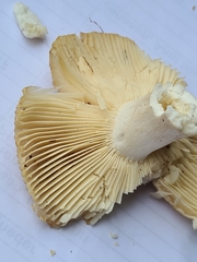 Russula pectinatoides