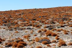 Teloschistes capensis capensis