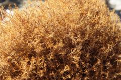 Teloschistes capensis capensis