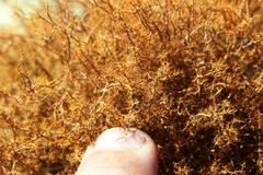 Teloschistes capensis capensis