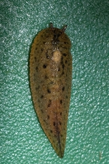 Pseudaneitea