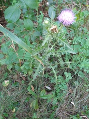 Carduus acanthoides