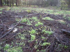 Oxalis pes-caprae pes-caprae