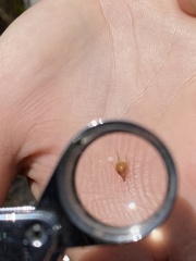 Rhynchospora baldwinii