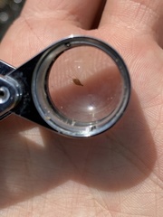 Rhynchospora baldwinii