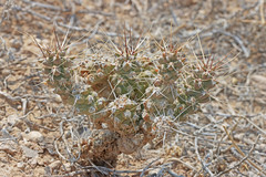 Micropuntia pulchella