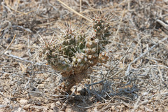 Micropuntia pulchella