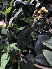 Alloispermum